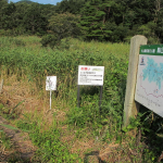 犬挟り湿地保護のための草刈を行いました