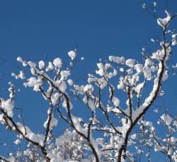 21木に雪景色