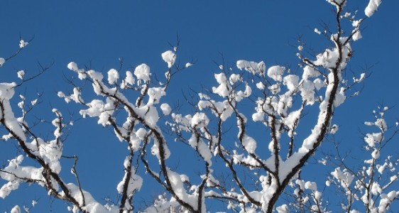 21木に雪景色