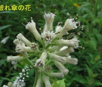 50破れ傘の花