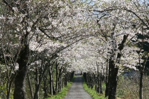 茅部神社