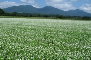 25　蕎麦の花と蒜山三座IMG_8831_10_1