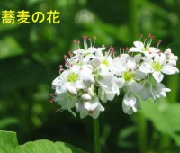 57そばの花