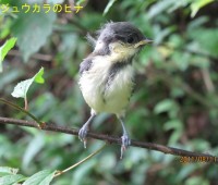 06シジュウガラの巣立ち