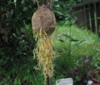 24カマキリの孵化