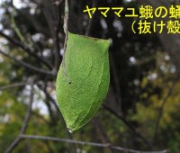 27ヤママユ蛾の抜け殻