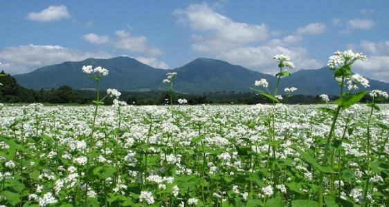 15そばの花と蒜山三座