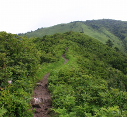 上蒜山