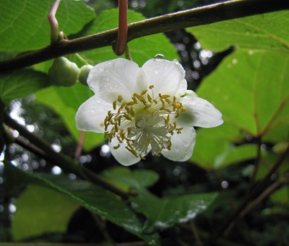 マタタビの花