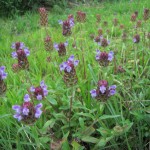 【ひるぜん日記】郷原湿地で見れる植物