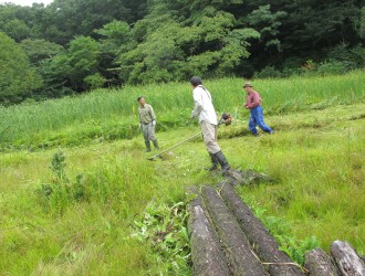 明連湿地：後ろは姫蒲の栽培地