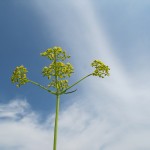 【ひるぜん日記】秋が訪れる前の花々をご紹介します