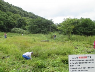 黒ボク湿地の為、肥料分が少なく草丈が低い