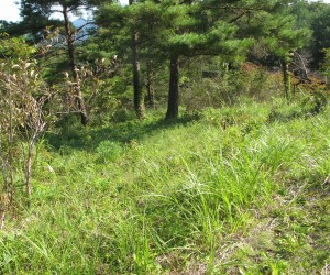 三平山登山ロ：草刈り前