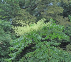 たらの花*