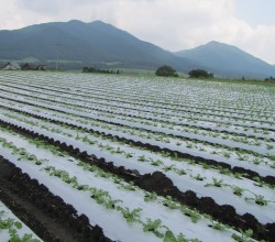 大根畑と蒜山三座（百合原）