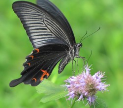 カワミドリの蜜を吸うカラスアゲハ