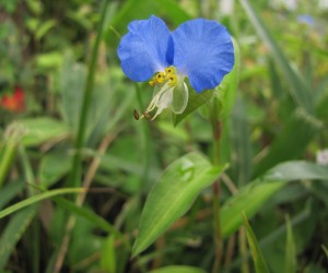 露草