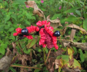 山芍薬の種