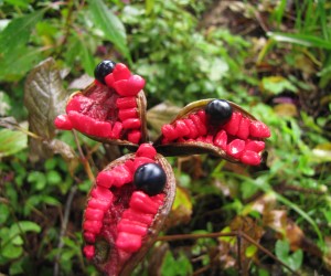 山芍薬の種