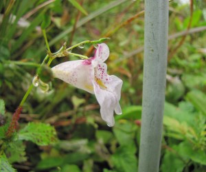 ツリフネ草、白花