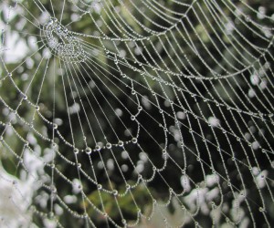 蜘蛛の巣の水玉