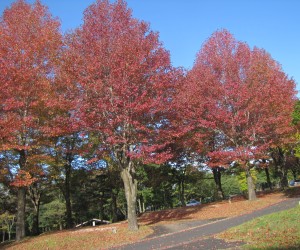 キャン往生の紅葉