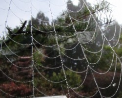 霧の朝の贈り物（蜘蛛の巣に水玉）