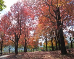 アメリカ楓（蒜山ｷｬﾝﾌﾟ場）