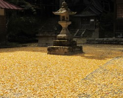 銀杏の落ち葉（茅部神社）