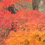 【ひるぜん日記】晩秋の蒜山へ