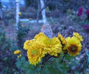 小菊とシジミチョウ