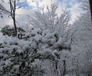 アセビに雪