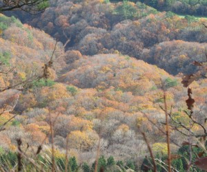 ミズナラ・コナラの森（三平山登山道）