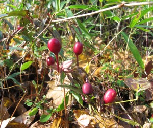 ツルリンドウの実（三平山）