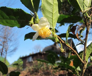 茶の花