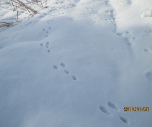 雪原はウサギの足跡だらけ