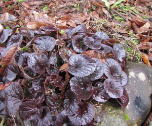 イワカガミの紅葉