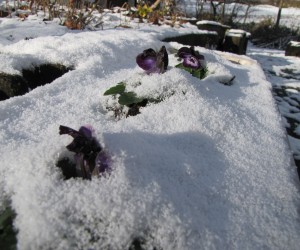 パンジーと雪