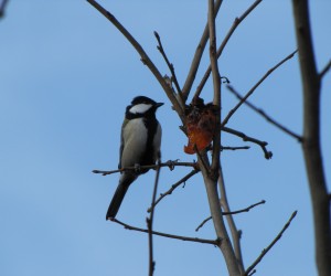 木守柿を啄ばむシジュウカラ