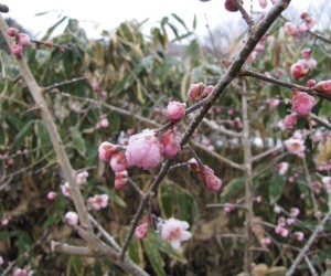 梅の花