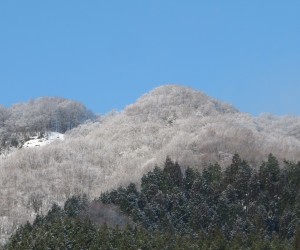 コナラ、ミズナラの林に霧氷の花