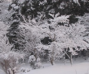 枯木に花？