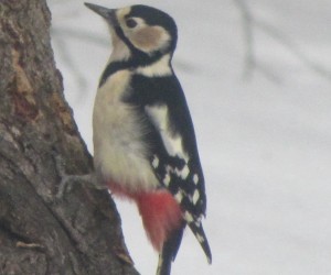 アカゲラ