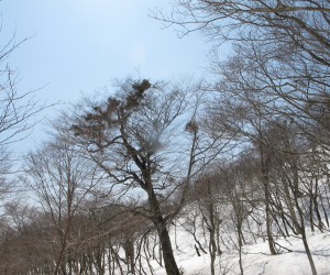 ブナの巨木にヤドリギが沢山