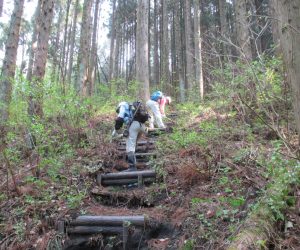 登山道階段近くのササ除去