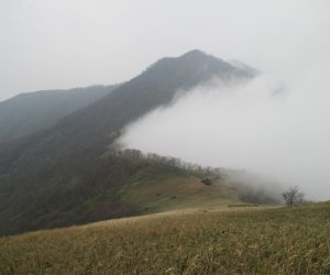 県境の尾根，鳥取県側に発生している濃霧