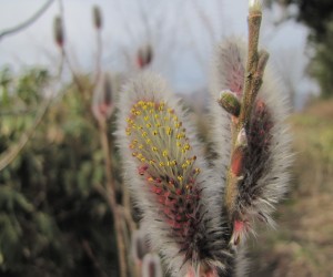 3月下旬猫柳開花