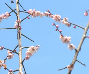 3月19日早生の梅が満開