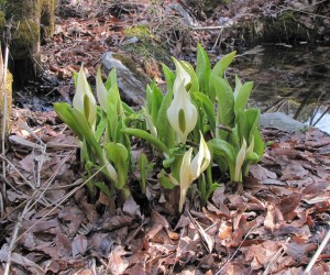 3月27日水芭蕉（津黒高原）